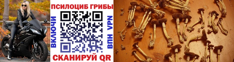 Псилоцибиновые грибы ЛСД  купить наркотики цена  Сусуман 